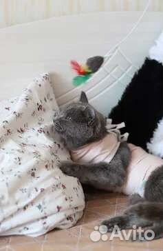 Кошка в добрые руки