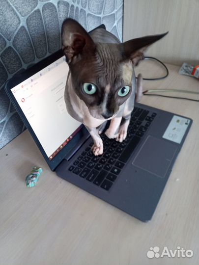 Жених ищет невесту