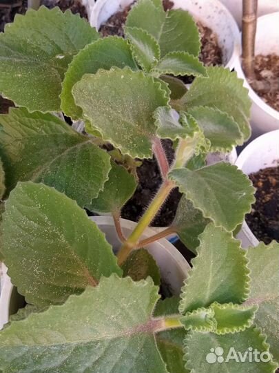 Пеларгония, Цветы комнатные