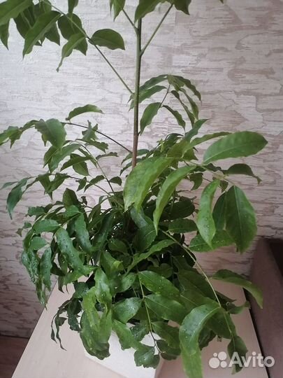 Коштаноспермум