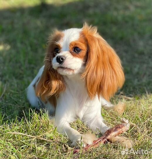 Кавалер кинг чарльз спаниель-девочка