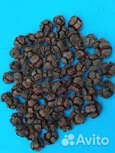 Шишки кипариса