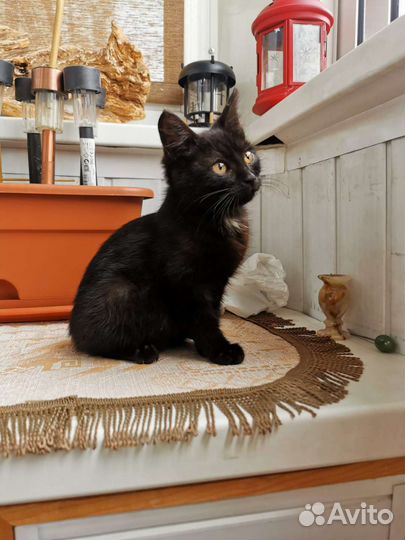 Малышка пряталась от ливня под машиной