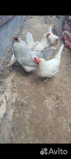 Петух Амеруакан