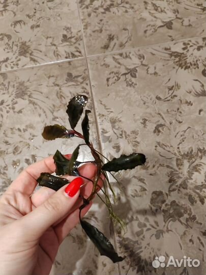 Аквариумные растения