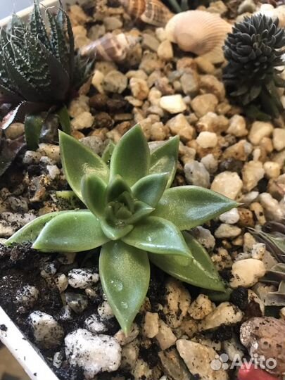 Суккуленты