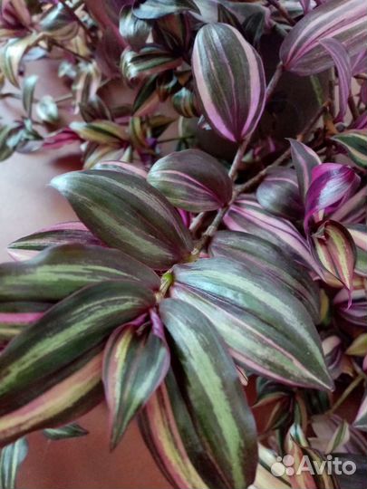 Традесканция трехцветная