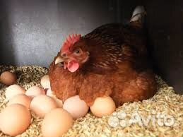 Продам кур несушек,петухов,индоуток