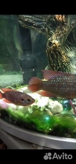 Хромис- красавец и другие цихлиды