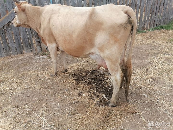 Корова дойная с теленком