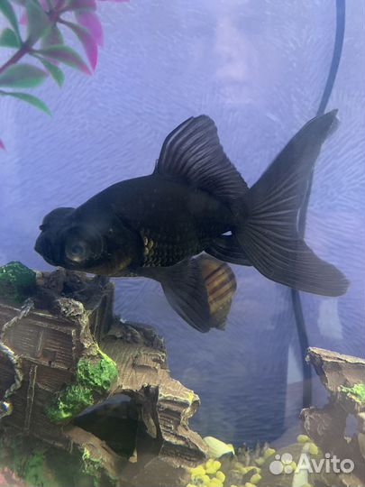 Аквариумные рыбки телескоп