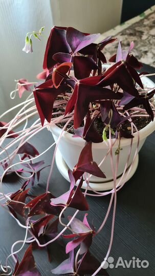 Оксалис / Кислица / Клевер счастья