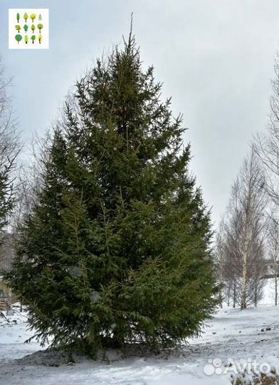 Саженцы ели с гарантией