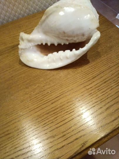 Морские ракушки