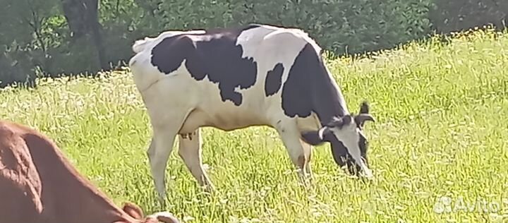 Корова дойная 2 отела