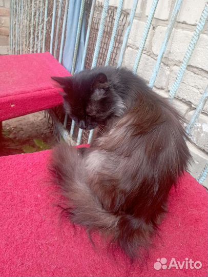 Сибирский кот
