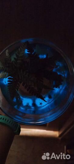 Моссариум с пальмой в вазе 