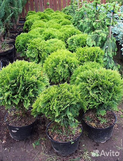 Туя западная Даника