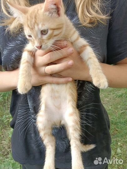 Кошки в добрые руки бесплатно