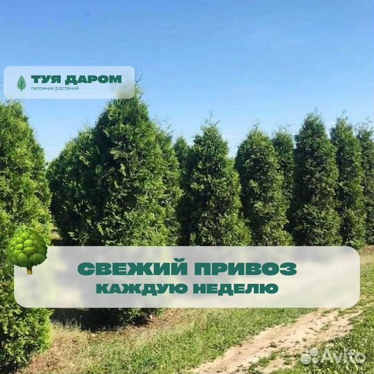 Туя смарагд брабант 170 см