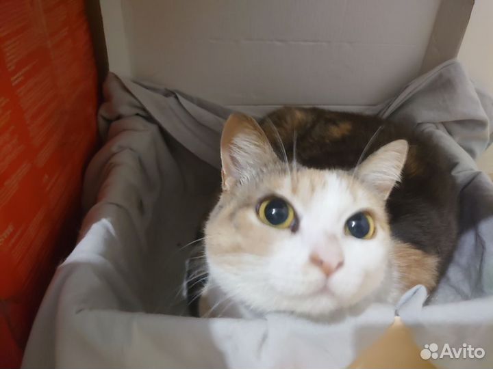 Кошка ищет дом