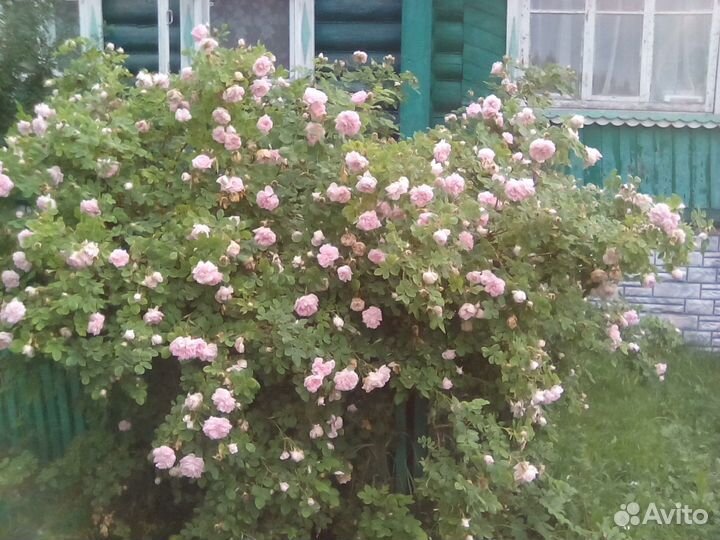 Роза ароматная