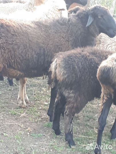 Овцы бараны