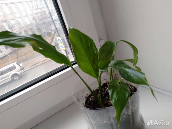 Спатифиллум