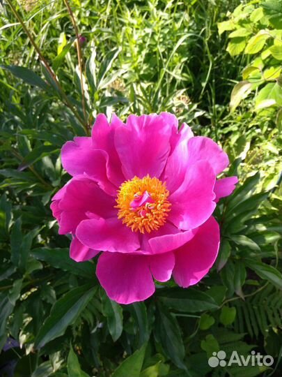 Многолетние цветы