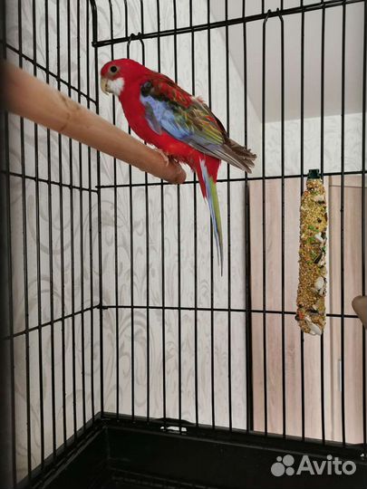 Передержка птиц