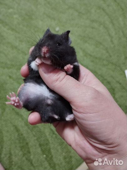 Сирийские хомяки