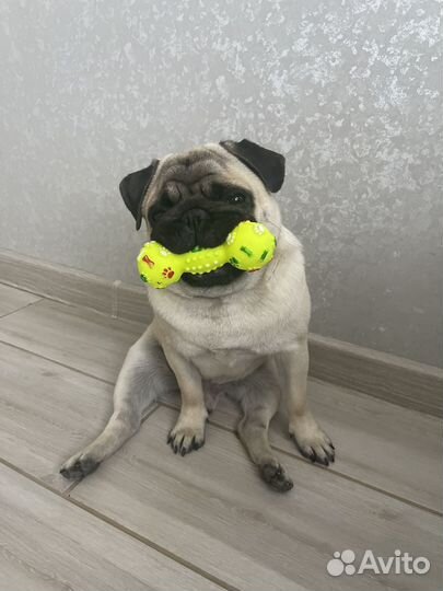 Мопс вязка мальчик