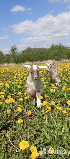 Комолый козлик на племя