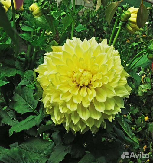 Корни георгин