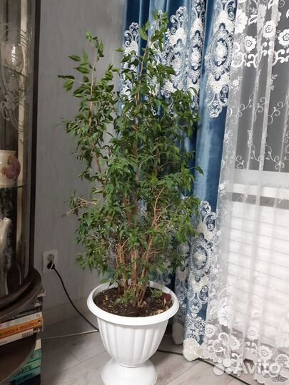 Продам цветы комнатные