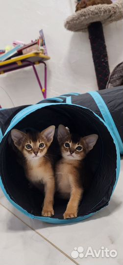 Абиссинские котята