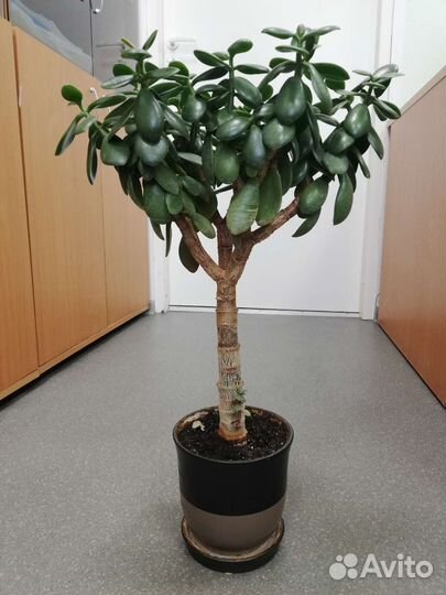 Денежное дерево