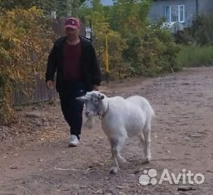 Услуги козла