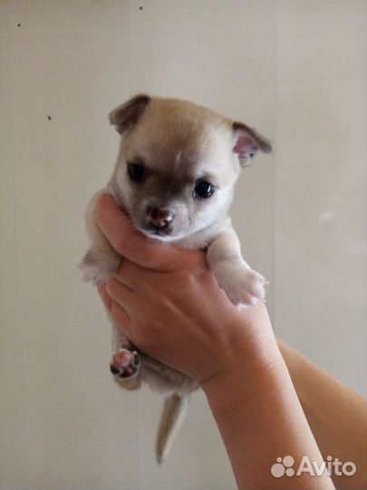 Щенки чихуахуа