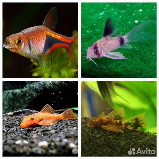 Аквариумные рыбки