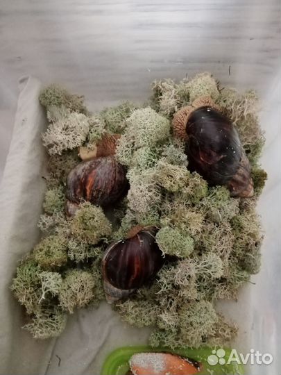 Улитки Ахатины