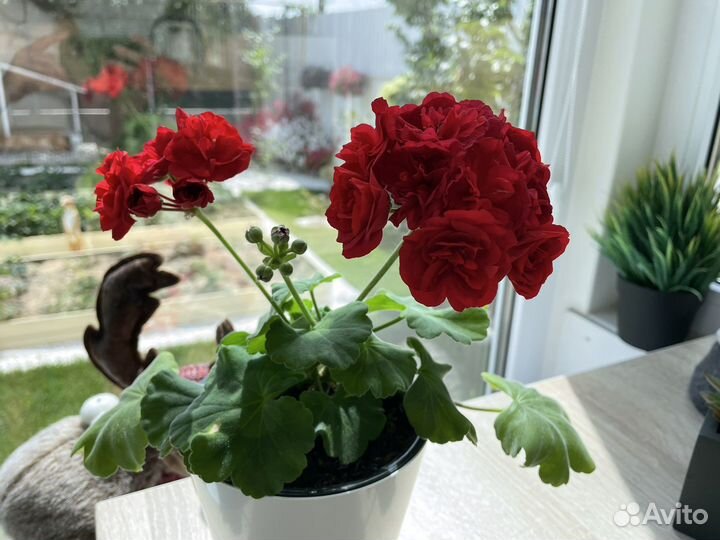 Ив Майя Плисецкая Пеларгония