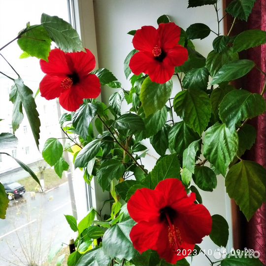 Гибискус 1,5 метра