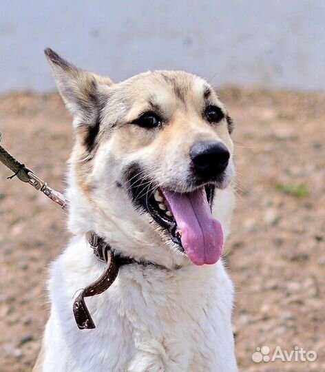 Отличный пёс в добрые руки