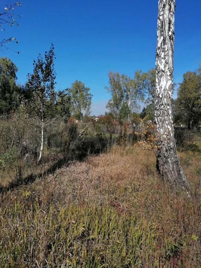 Участок 10 сот. (СНТ, ДНП)