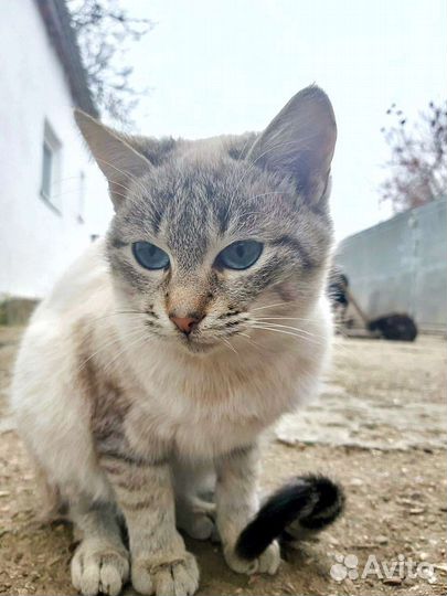 Котик, в дар, в добрые руки