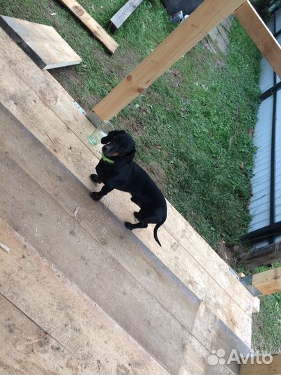 Ищем невесту