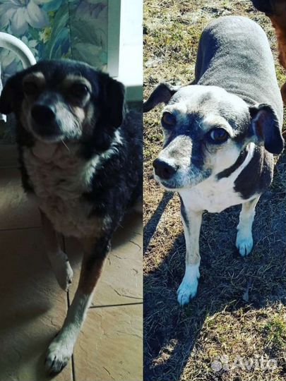 Груминг принимаю дома и выезжаю к вам