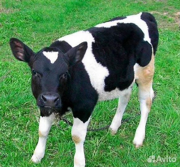 Продам телят