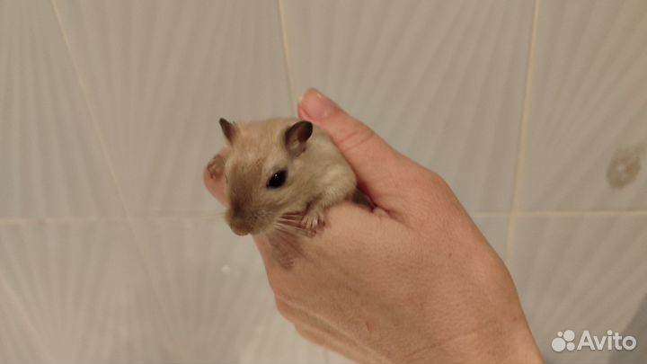 Монгольская песчанка